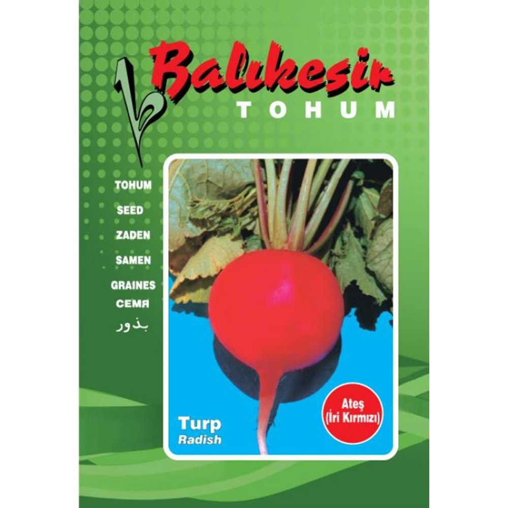 Balıkesir/Ateş İri Kırmızı Turp Tohumu 500 Gr