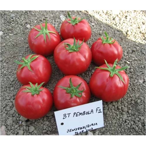 Bursa/Pembola F1 Domates Tohumu (Oturak Pembe) 1000 Ad